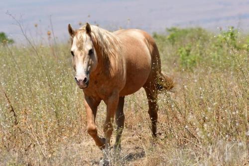 a brown horse walking through a field of tall grass at אלרון - אירוח בגולן in Ani'am