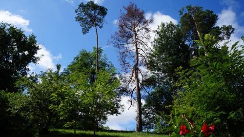 a group of trees with a blue sky in the background at Hôtel Robinson in Auch