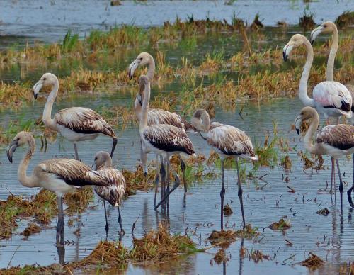 a group of flamingos standing in the water at Laila in Riumar