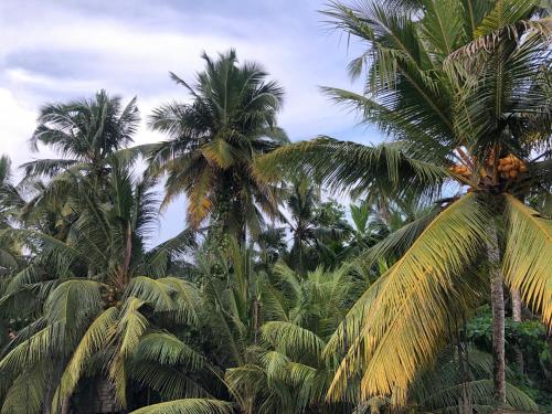 a group of palm trees with the sky in the background at Summer Time Hiriketiya in Dickwella