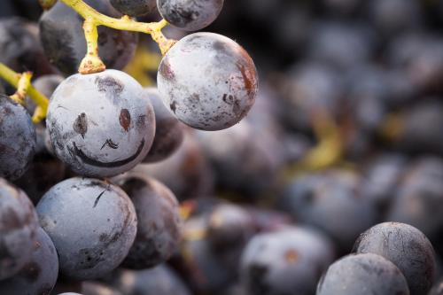 Galería fotográfica de Il Roncal Wine Resort - for Wine Lovers en Cividale del Friuli