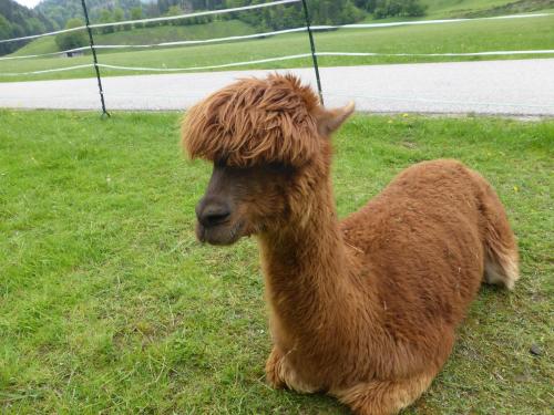a brown llama sitting on the grass next to a road at Gasthaus - Pension - Café Dörfl in Kiefersfelden