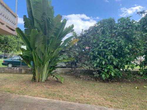 a large green plant sitting next to two trees at confort apto con balcones in Vega Alta