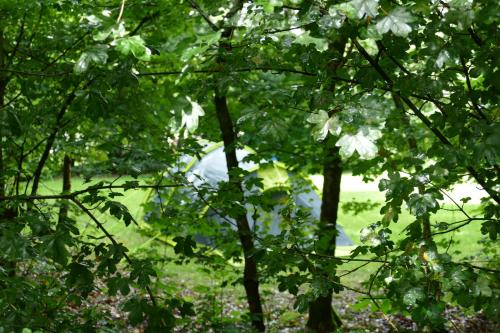 a group of trees with a tent in the background at Camping Alkenhaer Appelscha Lege Kampeerplaats in Appelscha