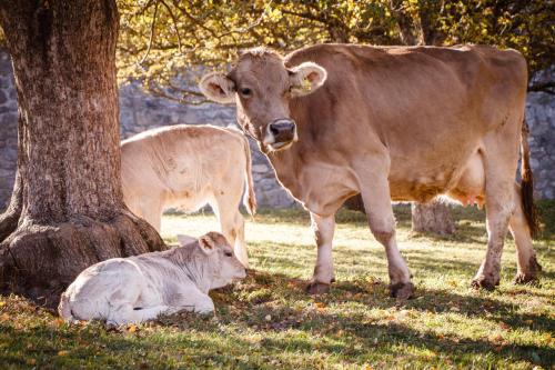two cows standing in a field next to a tree at Hof am Schloss Apartement Enzian in Montechiaro