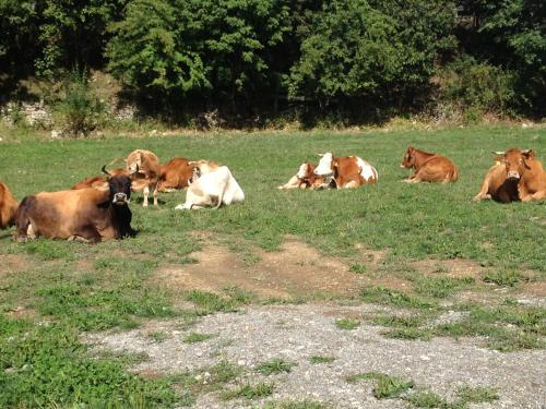 a herd of cows laying in a field of grass at Agriturismo Montagna Verde Apella in Licciana Nardi