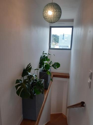 a hallway with two potted plants and a window at Villa Jules Petit Gîte in Agon Coutainville