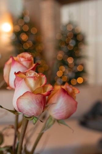 a group of pink roses with a christmas tree in the background at Borghetto San Biagio Relais Agriturismo in Thiene