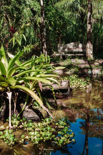 a park bench sitting next to a pond with plants at La Palapa Hut Nature Hostel in Puerto Jiménez