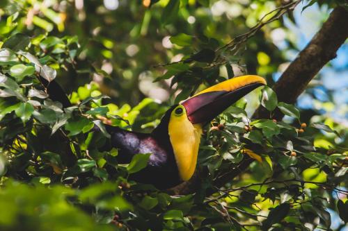 Ein Vogel mit einem langen Schnabel sitzt in einem Baum in der Unterkunft La Palapa Hut Nature Hostel in Puerto Jiménez