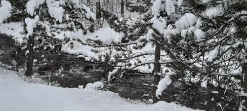 a snow covered tree with snow on its branches at Apartman S33 Vila Pekovic Green in Zlatibor