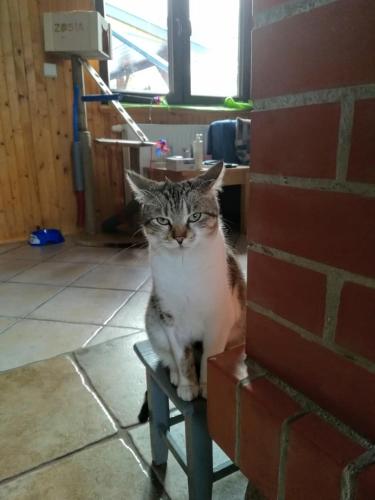 a cat sitting on a chair next to a brick wall at Chataa in Szczechy Małe