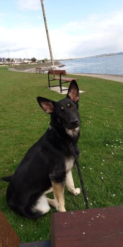 um cão preto e branco sentado na relva em Large double room em Glasgow