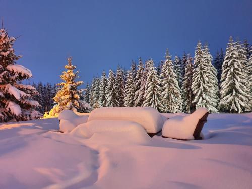 a snow covered forest with a christmas tree in the background at Home Belić Golija in Radaljica