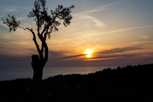 a tree on a hill with the sunset in the background at Vista Mare Isavros in Arvanitakaíïka