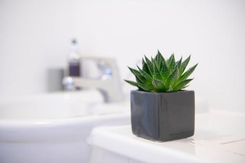 a green plant in a black pot sitting on a counter at 3 Bedroom home in Folkestone Cheriton, private parking in lovely location in Folkestone