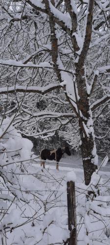 a dog standing in the snow next to a tree at Les Vagabonds du Mont in Chichilianne