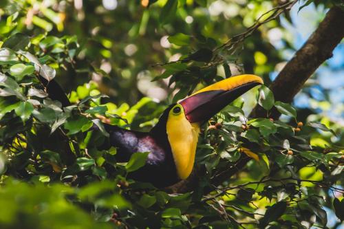 a bird with a long beak is sitting in a tree at Chosa Manglar Suites & Cabins in Puerto Jiménez