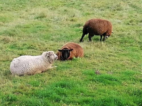 three sheep laying in a field of grass at Pension Krakonoš in Špindlerův Mlýn