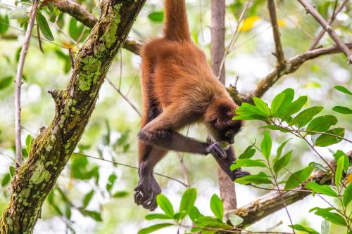 a brown monkey hanging from a tree branch at La Palapa Hut Nature Hostel in Puerto Jiménez