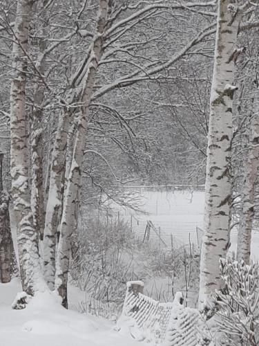 a group of trees with snow on them at Landpension Heidi Machold in Weißenstadt