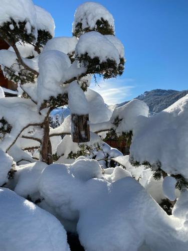 a snow covered tree with snow on its branches at Micro-lodge, Jardin Secret in Montriond
