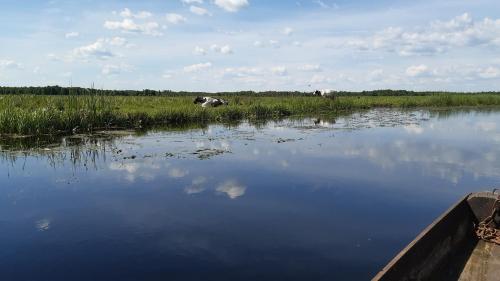 a cow laying in the grass next to a body of water at Noclegi nad Biebrzą Stara Szkoła in Wroceń
