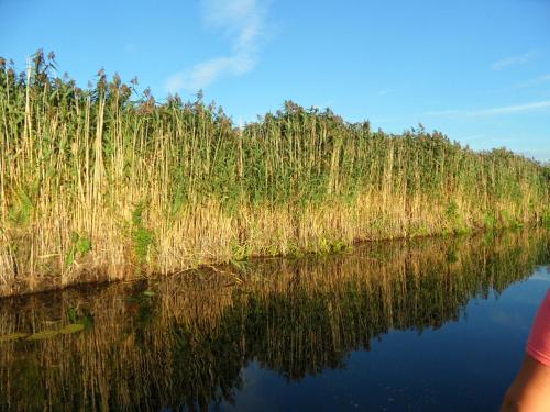 a body of water with tall grass and trees at Noclegi nad Biebrzą Stara Szkoła in Wroceń