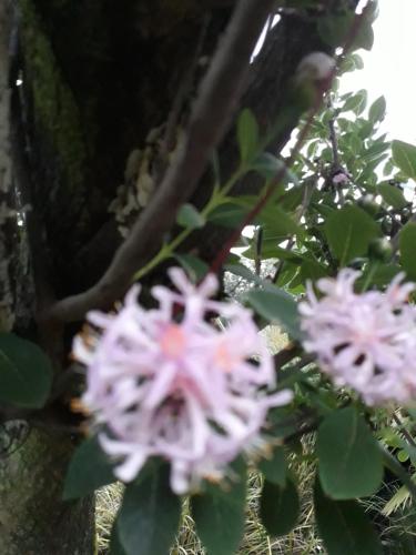 a bunch of pink flowers on a tree at African Silhouette Guesthouse in Benoni
