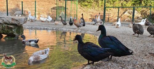 Animales en el resort o alrededores