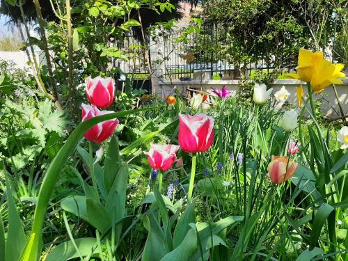 a group of flowers in a garden at LE CLOS D'HERBLAY Chambres d'Hôtes in Herblay