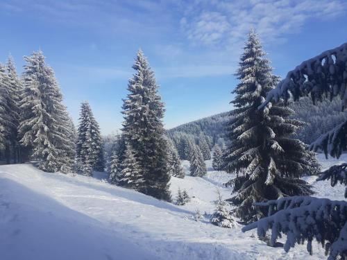a snow covered forest with snow covered trees on a mountain at Chalupa pod stromy in Kovářská