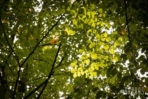 a tree with green leaves with the sun shining through it at Barbos in Lembeke