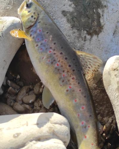 a brown trout with red dots on its body at Villa Opir in Skole
