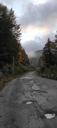 an empty road in the middle of a forest at Villa Opir in Skole