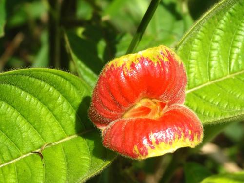 a red and yellow flower on a green leaf at Green Corner in Cahuita