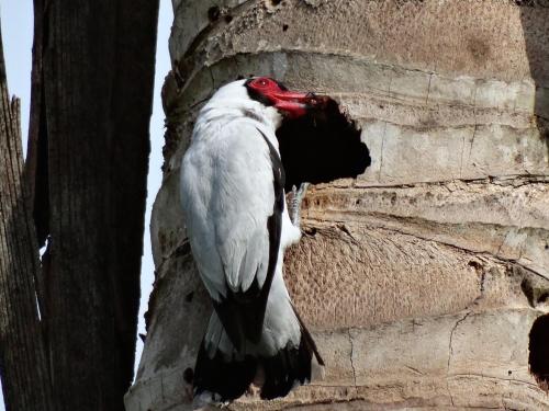 a bird standing on the side of a building at Green Corner in Cahuita