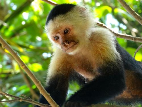 a monkey is sitting on a tree branch at Green Corner in Cahuita