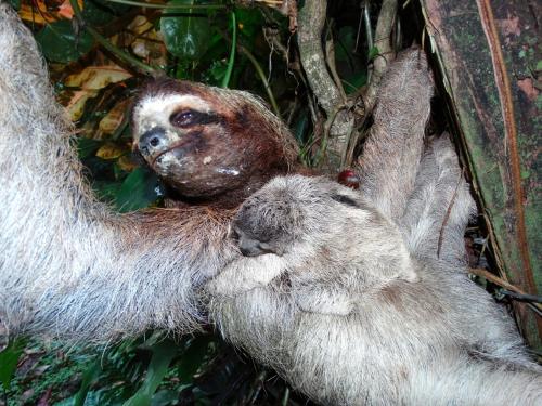 a sloth holding a kitten in a tree at Green Corner in Cahuita