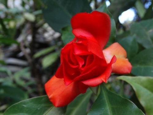 a red rose in front of two other roses at Green Corner in Cahuita