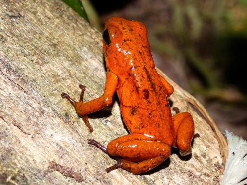 an orange frog sitting on a rock at Green Corner in Cahuita