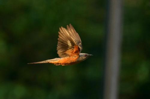 a bird flying in the air with its wings out at City Hotel Xiamen-Free Welcome Fruits in Xiamen