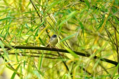 a small bird sitting on a tree branch at City Hotel Xiamen-Free Welcome Fruits in Xiamen