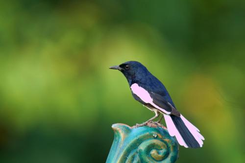 a bird perched on top of a piece of pottery at City Hotel Xiamen-Free Welcome Fruits in Xiamen