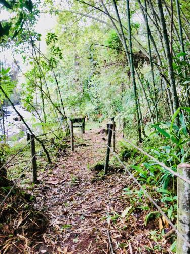 a trail in the woods with trees and leaves at Hotel Rural SAN REMO in Santa Rosa de Cabal