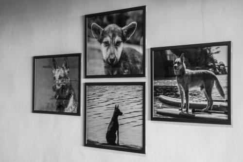 Animales en la habitación en casa particular o alrededores