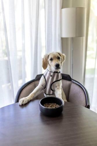 a dog wearing a tie sitting at a table with a bowl of food at Pier 21 Riverside Apartment Hotel in Fremantle