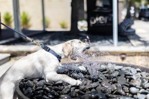 a dog on a leash playing in a water fountain at Pier 21 Riverside Apartment Hotel in Fremantle