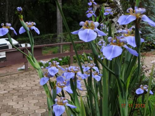Κήπος έξω από το Hortensias Pousada Boutique - Piscina Aquecida 37 Graus e Fire Pit a Gas - Aceita PET