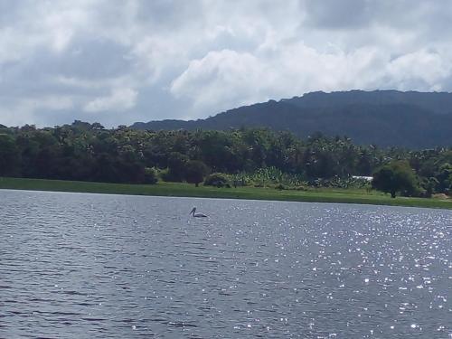 a bird flying over a body of water at lake Edge Dambulla in Dambulla
